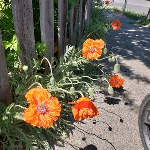 Meet your Posher, Cheryl